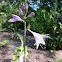 Hosta
