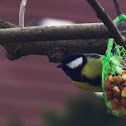 Great Tit