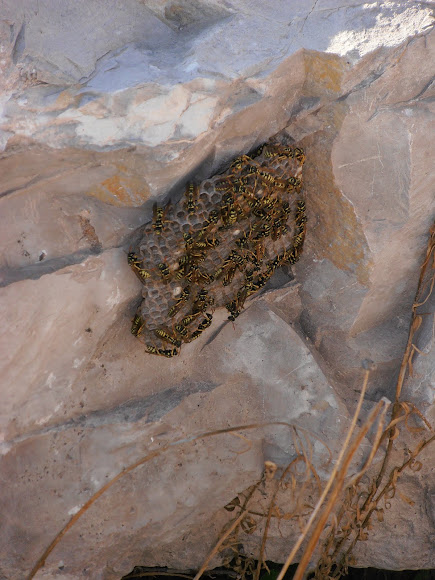 Spotting Image 1