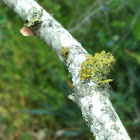 Lichen