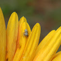 Peppered Jumper