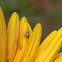 Peppered Jumper