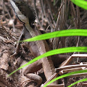 Northern Water Dragon 
