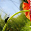 flea leaf beetle