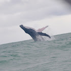Humpback Whale
