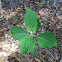 Green Plant
