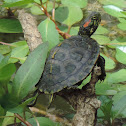 Red-eared Slider Turtle