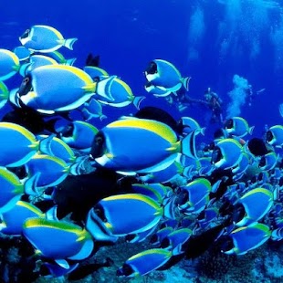 How to mod Sea Life Water Touch patch 1.4.8 apk for pc