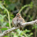 Song Sparrow