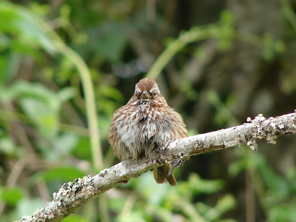 Spotting Image 1