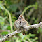 Song Sparrow