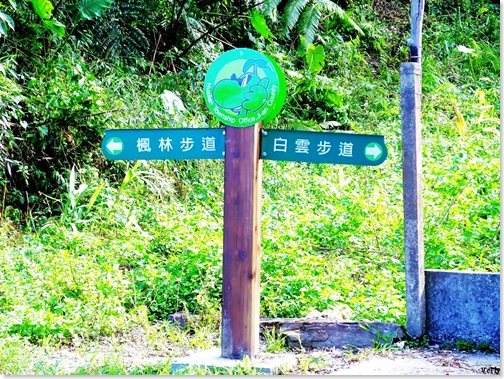 楓林步道13