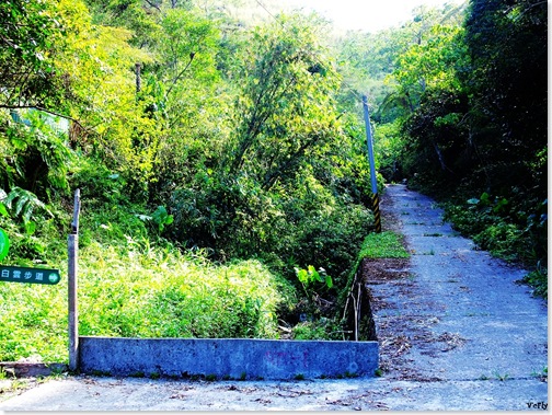 楓林步道14