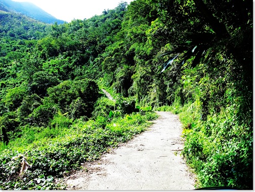楓林步道12