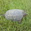 Common Snapping Turtle