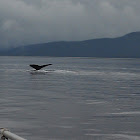 Humpback whale