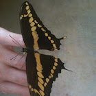 Giant Swallowtail Butterfly