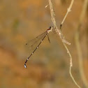 Drooping Shadowdamsel