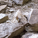 Chipmunk