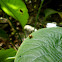 snail