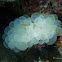 Bubble Coral