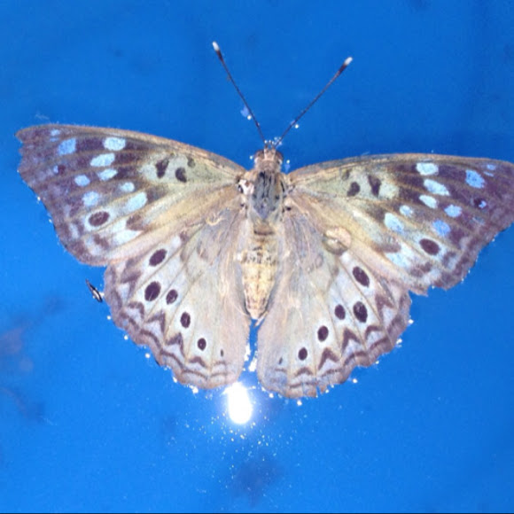 Spotting Image 1