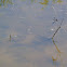 Twelve-spotted Skimmer and Familiar Bluet Damselfly