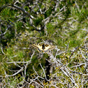 Papallona reina