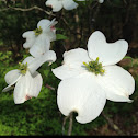 Flowering Dogwood