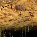 Hanging snares of fungus gnat larva