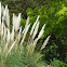 Pampas Grass