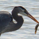 Great Blue Heron