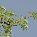 सेमल Silk Cotton Tree