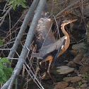 Great blue heron