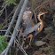 Great blue heron
