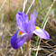wild iris