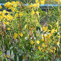 yellow elder or esparanza