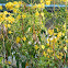 yellow elder or esparanza