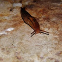 Slug