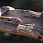 Eastern Hognose Snake