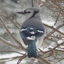 Blue Jay