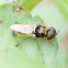 Soldier Fly