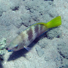 Unknown Fish