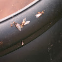 Flying Ants