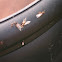 Flying Ants