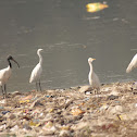 Black-headed Ibis