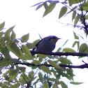 Yellow-Throated Warbler