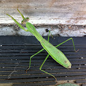 Praying Mantis