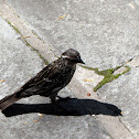Red-winged Blackbird female