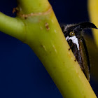 Treehopper
